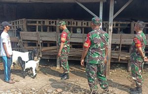 Babinsa Pantau Perkembangan Ternak Kambing, Wujud Pendampingan  