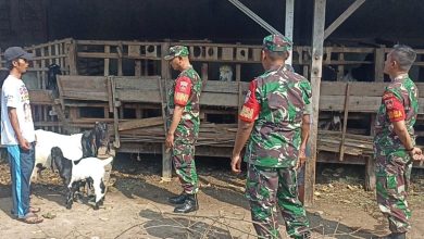 Babinsa Pantau Perkembangan Ternak Kambing, Wujud Pendampingan